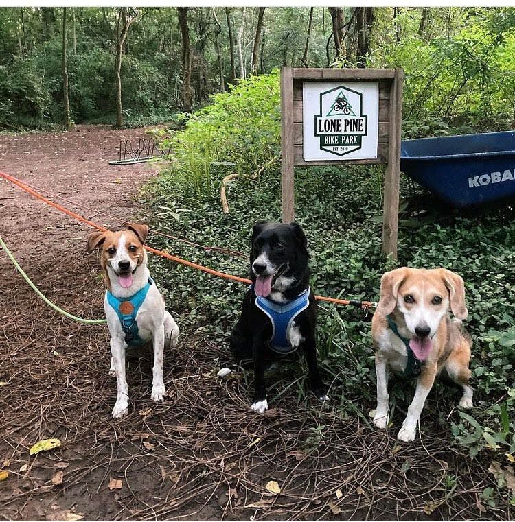 Picture of dogs in front of the sign at the Lone Pine Bike Park.